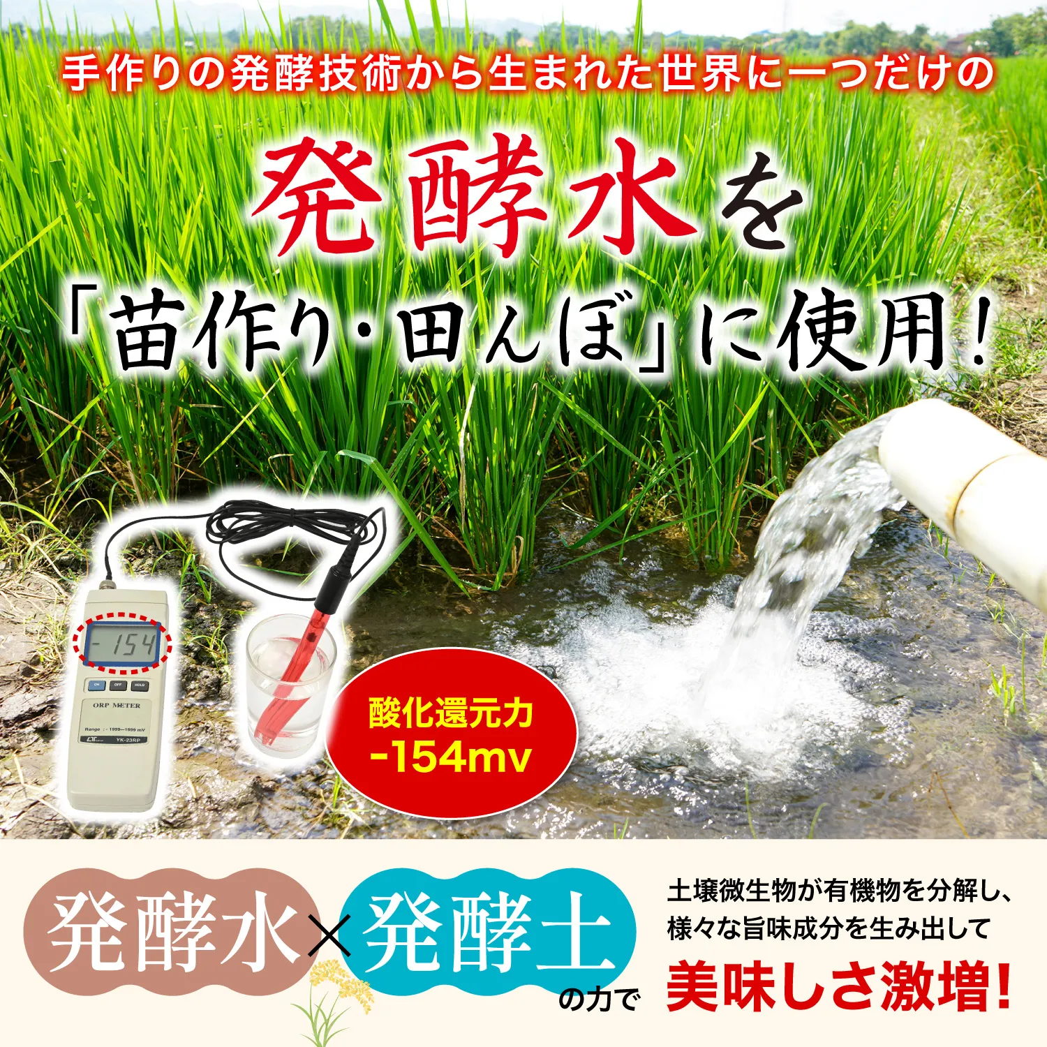 ま〜ちゃん米 5kg - 画像 (5)